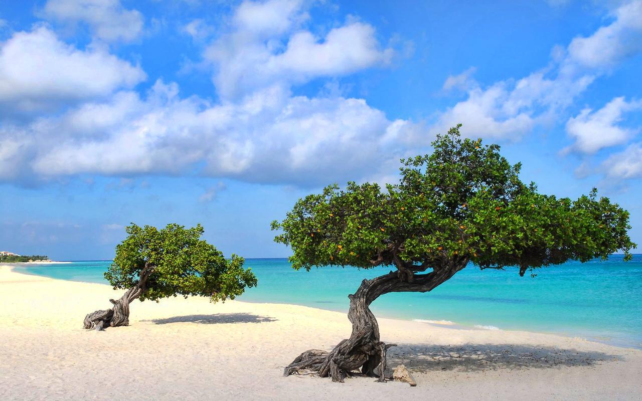Buddha Studios Aruba Palm Beach Zewnętrze zdjęcie